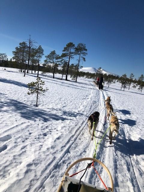 hundekjøring